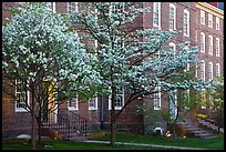 Dogwoods in bloom and University Hall at dusk, Brown University. Providence, Rhode Island, USA