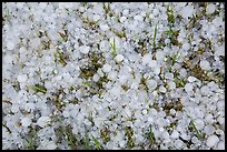 Close-up of hailstones covering meadow grass. Black Hills, South Dakota, USA (color)
