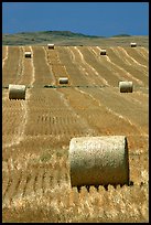 Rolls of hay in summer. South Dakota, USA (color)