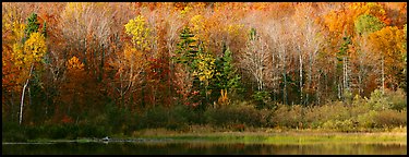 Forest edge in autumn. Vermont, New England, USA (Panoramic color)