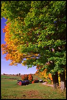 Maple tree and Jenne Farm. Vermont, New England, USA ( color)