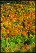 Hillside covered with trees in fall color, Green Mountains. Vermont, New England, USA