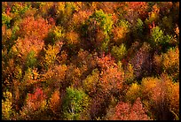Hillside covered with trees in autumn color, Green Mountains. Vermont, New England, USA ( color)