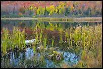 Reeds and pond, Green Mountains. Vermont, New England, USA