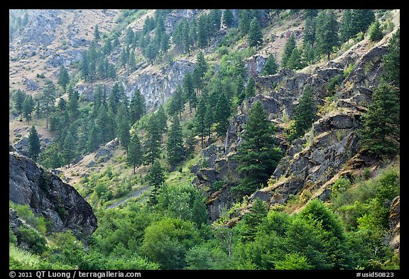 Side canyon with trees. Hells Canyon National Recreation Area, Idaho and Oregon, USA