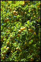 Branches with cherry plums. Hells Canyon National Recreation Area, Idaho and Oregon, USA (color)