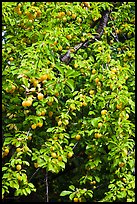 Branches of plum tree loaded with fruits. Hells Canyon National Recreation Area, Idaho and Oregon, USA ( color)
