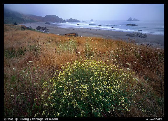 Flowers, grasses, and off-shore rocks in the fog. Oregon, USA (color)