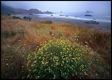 Flowers, grasses, and off-shore rocks in the fog. Oregon, USA