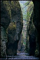 Narrow canyon, Oneonta Gorge. Columbia River Gorge, Oregon, USA (color)