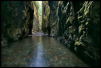 Stream and moss-covered walls, Oneonta Gorge. Columbia River Gorge, Oregon, USA (color)