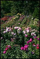 Portland Rose Garden. Portland, Oregon, USA (color)