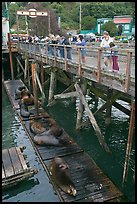 Tourists looking at Sea Lions. Newport, Oregon, USA ( color)