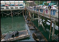 Tourists looking at Sea Lions from pier. Newport, Oregon, USA (color)