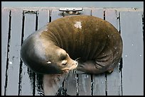 Sea Lion sleeping on pier. Newport, Oregon, USA ( color)