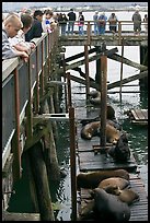 Tourists observing  Sea Lions in harbor. Newport, Oregon, USA ( color)