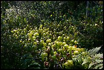 Dense patch of cobra-lilies (Californica Darlingtonia). Oregon, USA (color)