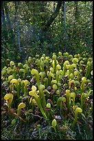 Cobra orchids (Californica Darlingtonia) and forest. Oregon, USA