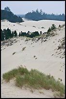 Grasses, trees, and dunes, Oregon Dunes National Recreation Area. Oregon, USA