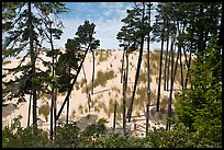 Pine trees and dunes, Oregon Dunes National Recreation Area. Oregon, USA
