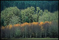 Trees in autumn color and evergreens. Oregon, USA