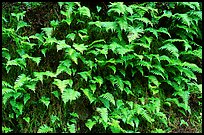 Ferns on wall, Columbia River Gorge. Columbia River Gorge, Oregon, USA (color)