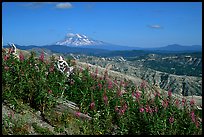 View over Cascade range with Snowy volcano. Mount St Helens National Volcanic Monument, Washington ( color)