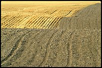 Undulating field with plowing patterns, The Palouse. Washington ( color)