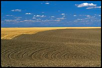Field with curved plowing patterns, The Palouse. Washington
