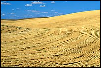 Yellow field with curved plowing patterns, The Palouse. Washington