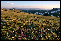 Carpet of alpine flowers, Beartooth Mountains, Shoshone National Forest. Wyoming, USA ( color)