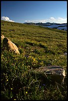 Summer alpine meadow and rocks, late afternoon, Beartooth Range, Shoshone National Forest. Wyoming, USA (color)