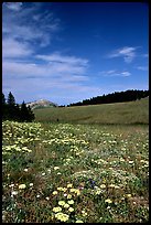 Wildflowers in alpine meadow, Bighorn Mountains, Bighorn National Forest. Wyoming, USA (color)
