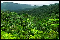 Tropical forest on hillsides. Puerto Rico ( color)