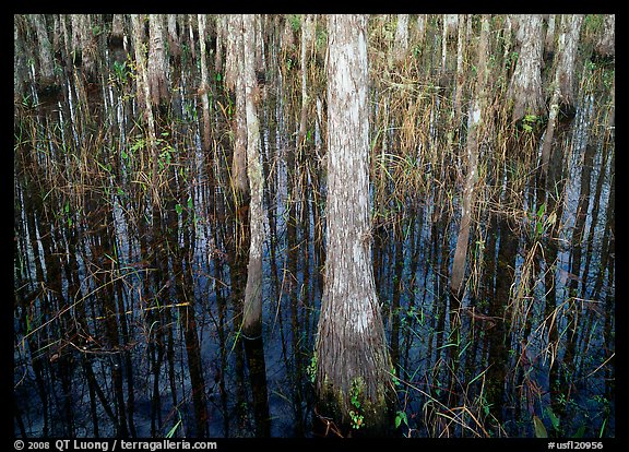 Cypress in dark swamp. Corkscrew Swamp, Florida, USA