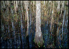 Cypress in dark swamp. Corkscrew Swamp, Florida, USA (color)
