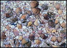 Close-up of shells, Sanibel Island. Florida, USA (color)
