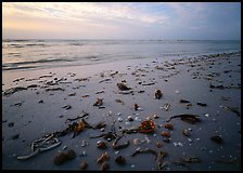 Shells and seaweeds freshly deposited on beach, Sanibel Island. Florida, USA ( color)
