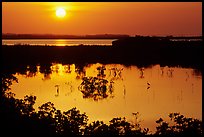 Sun setting over mangrove coast. The Keys, Florida, USA