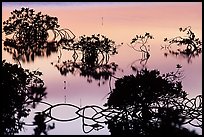 Detail of mangrove shapes, Cudjoe Key. The Keys, Florida, USA ( color)