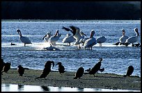 Pelicans splashing, smaller birds standing,  Ding Darling NWR, Sanibel Island. Florida, USA (color)