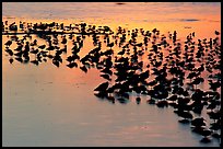 Flock of birds with sunset colors reflected, Ding Darling NWR, Sanibel Island. Florida, USA (color)