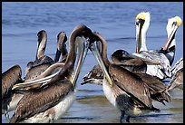 Pelicans, Sanibel Island. Florida, USA (color)