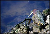 Green-backed heron, Ding Darling NWR, Sanibel Island. Florida, USA (color)