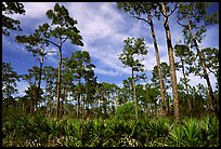 Pine forest with palmetto undergrowth. Corkscrew Swamp, Florida, USA