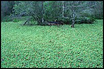 Water lettuce pond with alligator in the distance. Corkscrew Swamp, Florida, USA