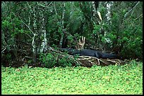 Aligator on the banks of pond. Corkscrew Swamp, Florida, USA