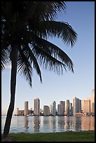 Palm tree and downtown skyline, Miami. Florida, USA ( color)