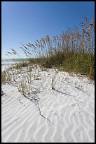 Grasses and white sand ripples on beach, Fort De Soto Park. Florida, USA ( color)