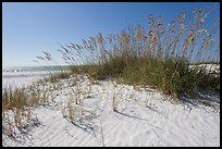White sand beach with grasses, Fort De Soto Park. Florida, USA ( color)